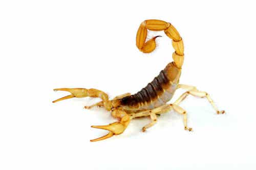 En ljus skorpion