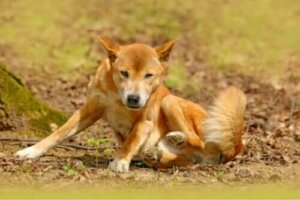 Nya Guineas sjungande hund är trots allt inte utrotad