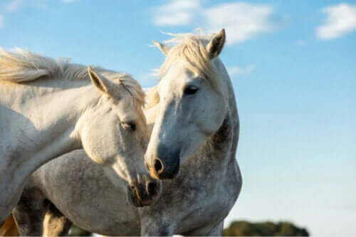 Två hästsjukdomar som är föremål för officiell kontroll