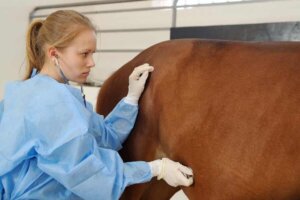 veterinär undersöker häst för två hästsjukdomar