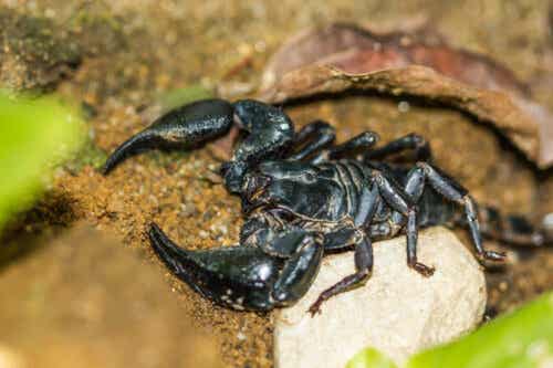 kejsarskorpion är en av olika typer av skorpioner.