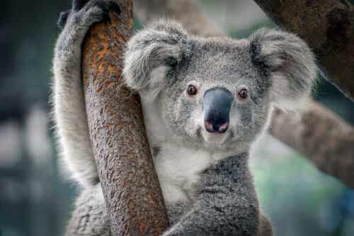 Koala sitter i ett träd.