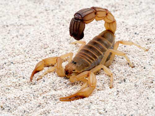 Nordafrikansk tjocksvansskorpion är en av olika typer av skorpioner.
