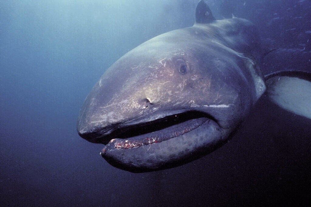 Jättemun-hajen: livsmiljö och egenskaper