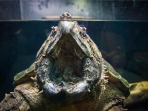 Alligatorsköldpaddan: livsmiljö och egenskaper