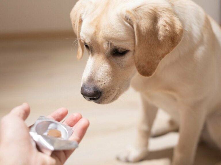Sukralfat till hundar: dosering och kontraindikationer