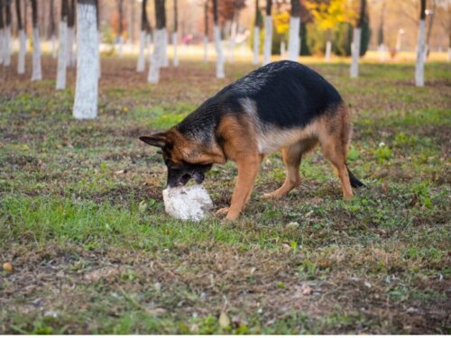 8 skäl till varför din hund äter stenar