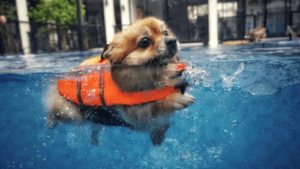 Fem tips att tänka på om du vill simma med din hund