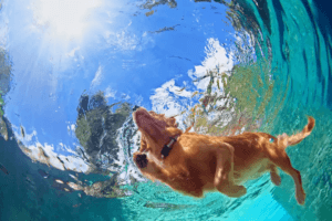 simma med din hund i pool