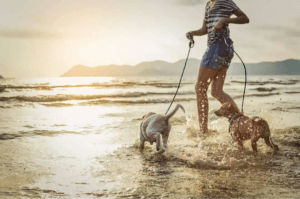 simma med din hund: två hundar rastas på stranden