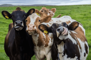 etologi på gårdsdjur: grupp med kor