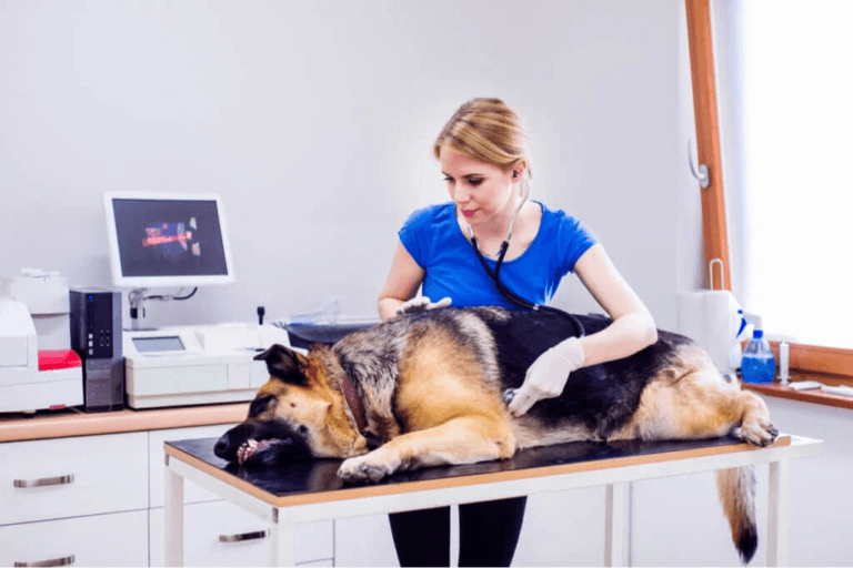 Irritabel tarm hos hundar: Orsaker och symptom