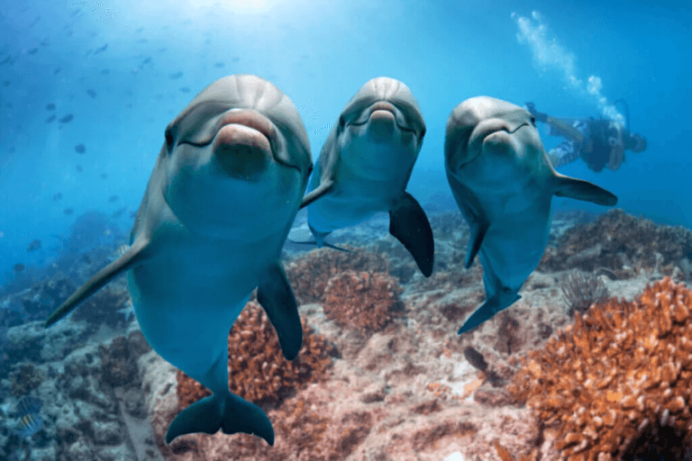Är det sant att delfiner känner empati?
