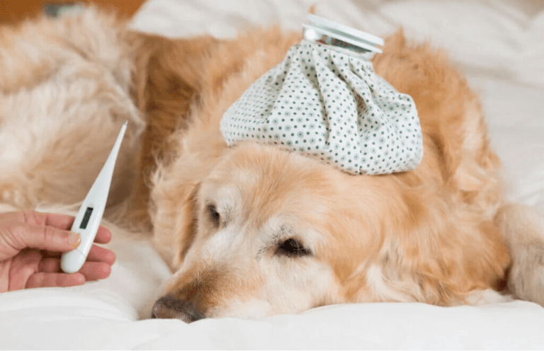 Vilka är symptomen på feber hos hundar?