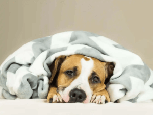 symptomen på feber hos hundar
