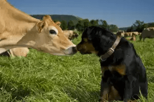 hund och ko hälsar på varandra