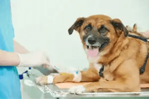 hund sjuk med Neospora caninum