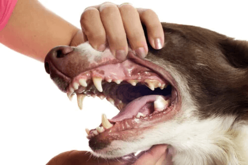 Tandsten hos hundar: 6 konsekvenser