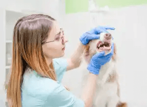 veterinär undersöker hund för Tandsten hos hundar