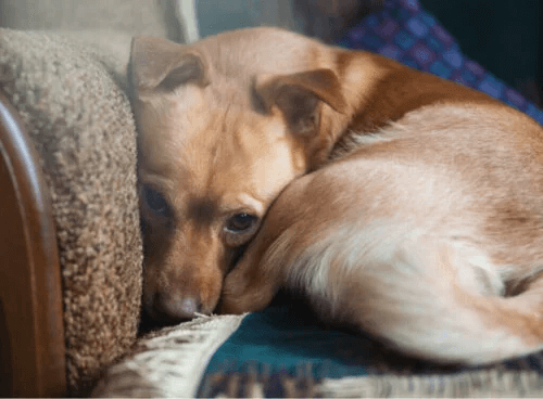 Mer än 72% av alla hundar lider av ångest