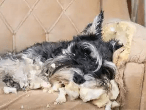 hund har trasat sönder soffa