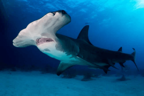 Över 300 arter av hajar och rockor i riskerar utrotning