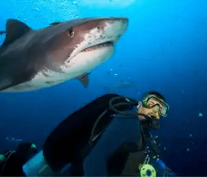 hajar och rockor med dykare