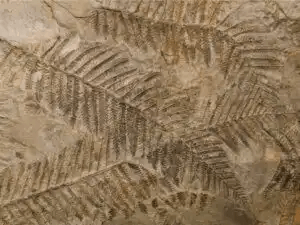 fossil av ormbunkar