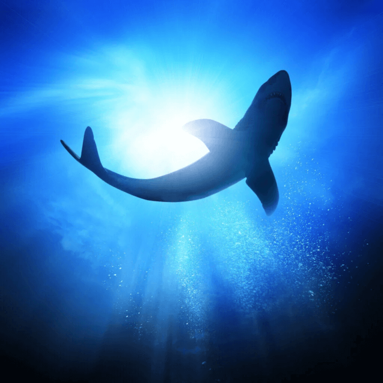 Hajarten Echinorhinus cookei: Egenskaper och livsmiljö