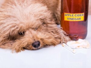 Äppelcidervinäger för hundar: Användning och fördelar