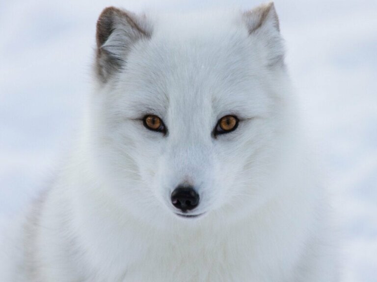 5 utrotningshotade djur på Nordpolen