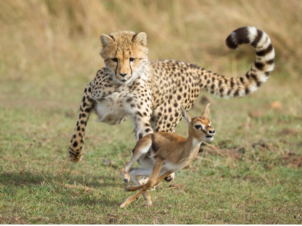 Allt om gepardens beteende