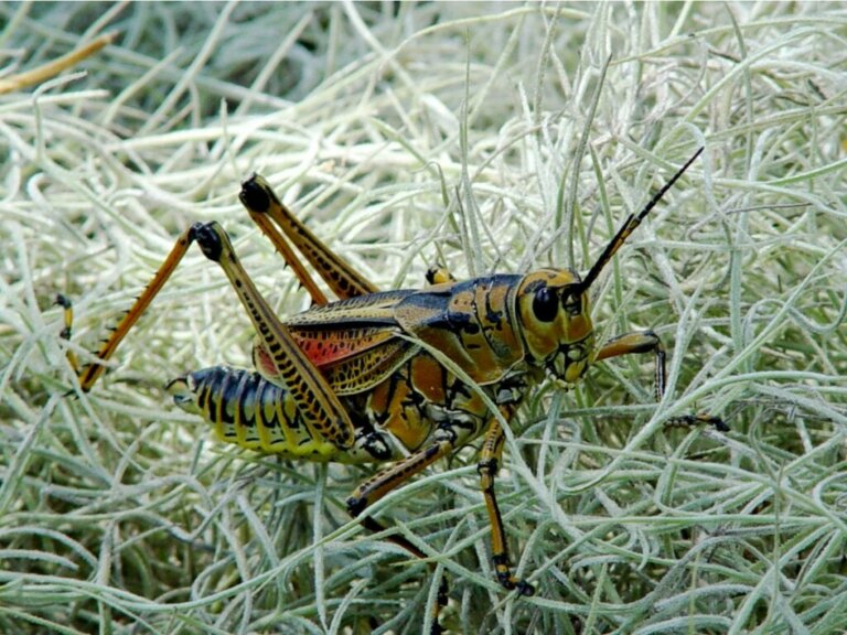 10 intressanta fakta om gräshoppor