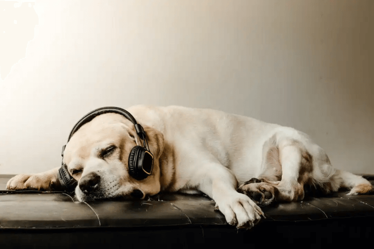 Kan musik få hundar att slappna av?