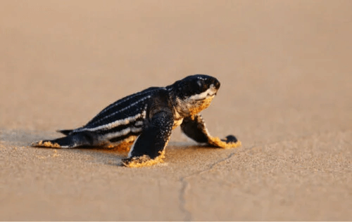 Varför blir nykläckta havslädersköldpaddor desorienterade?