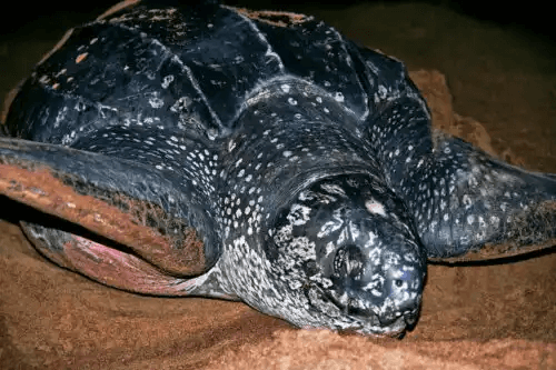 vuxen havslädersköldpadda