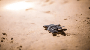 nykläckta havslädersköldpaddor på väg mot havet