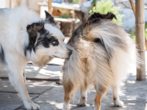 Sexuellt överförbara sjukdomar: hundar sniffar varandra