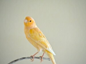 Varför tappar min kanariefågel sina fjädrar?