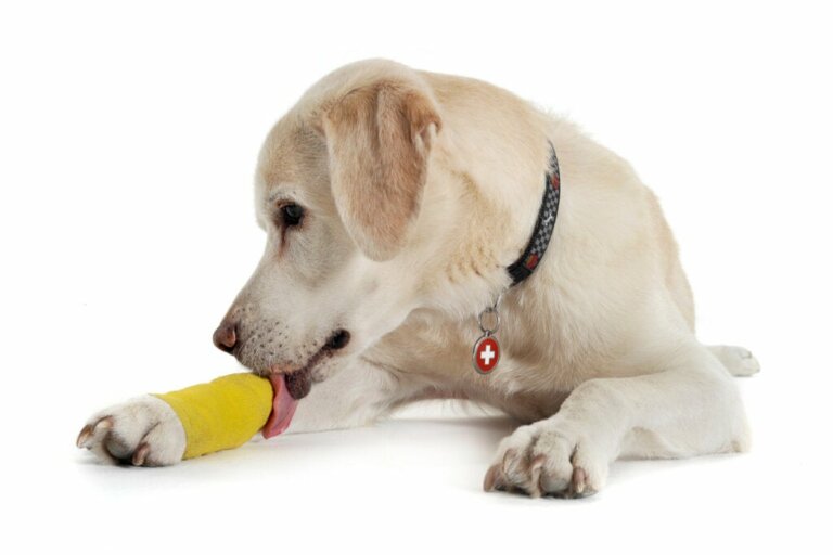 Stukningar hos hundar: orsaker, symptom och behandling