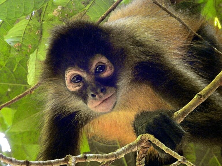 De 25 mest hotade primaterna