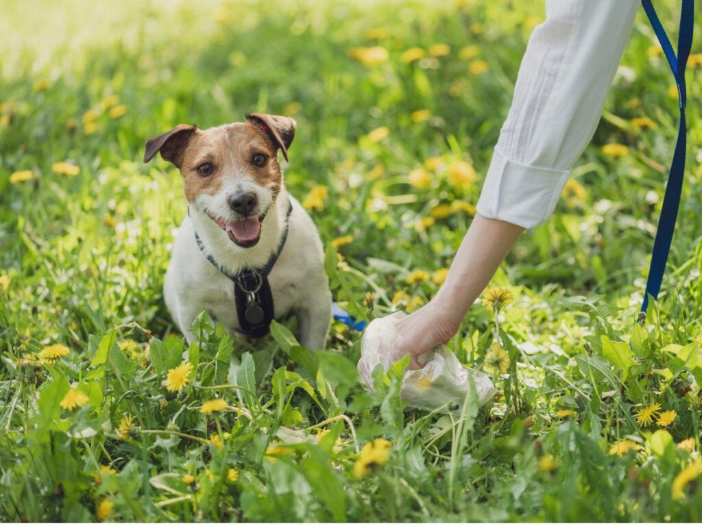 Typer av avföring hos hundar och vad det säger om deras hälsa