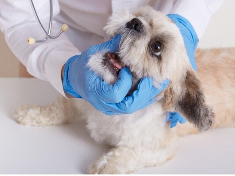 Oralt melanom hos hundar: Orsaker, symptom och behandling