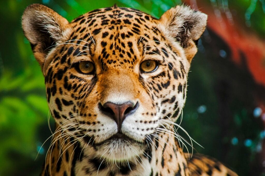 De 15 farligaste djuren i Amazonas