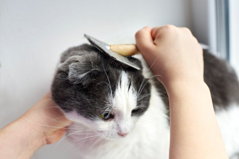 Hur kan jag förhindra det håravfall hos katter?