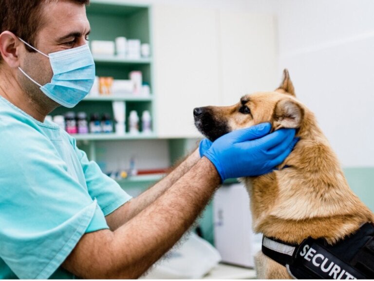 Ansiktsförlamning hos hundar: Symptom, orsaker och behandling