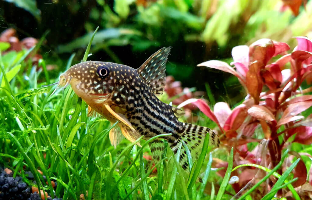 4 idealiska bottenlevande fiskar för ditt akvarium