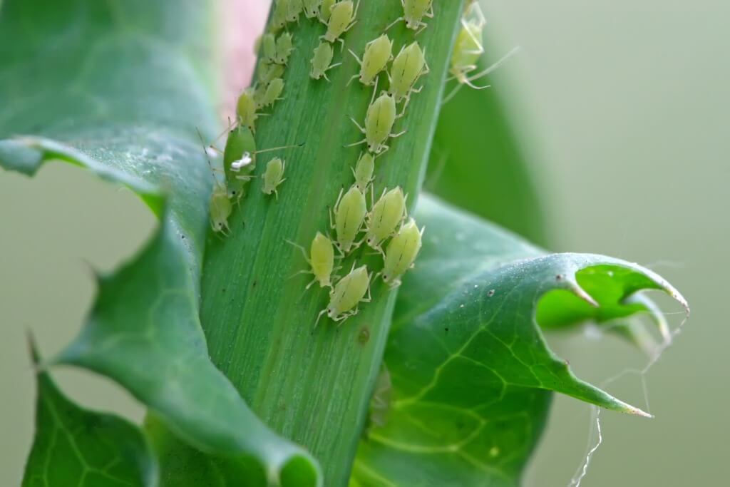 Hur man blir av med bladlöss på växter