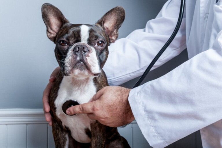 Trakealkollaps hos hundar: symptom och behandling