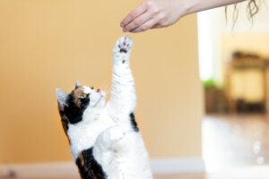 7 misstag när du tränar din katt